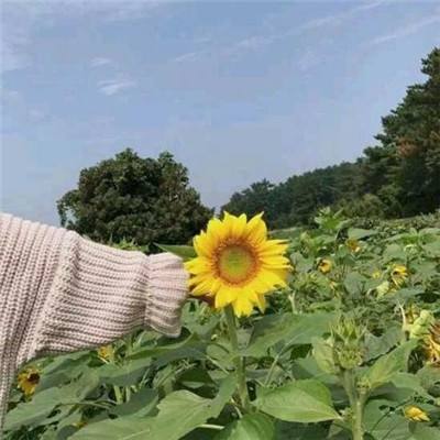 十二战纪官方版下载